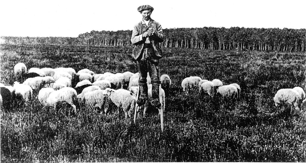 A shepherd walking of stilts to better observe his sheep in the heathlands