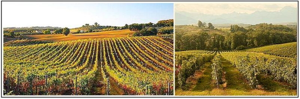 Vineyards in the Chalosse region